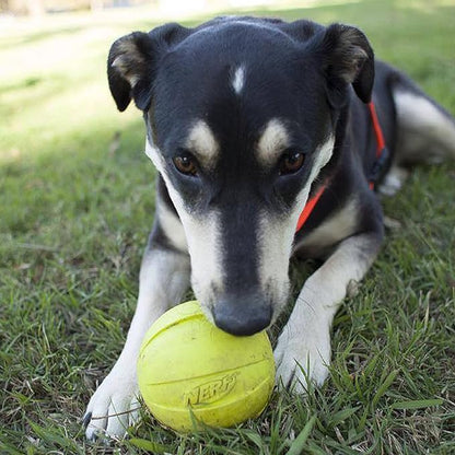 Nerf Dog Rubber Ball Dog Toy with Squeaker, Lightweight, Durable and Water Resistant, 4 Inch Diameter for Medium/Large Breeds, Single Unit, Green