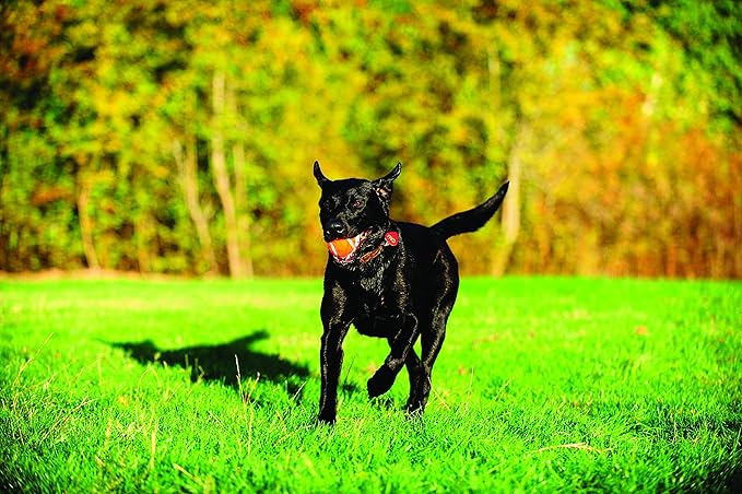 Chuckit Dog Tennis Ball Dog Toy, Medium (2.5 Inch Diameter) For Dogs 20-60 lbs, Pack of 2