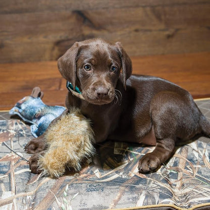 Browning Pet Toys, Durable Dog Toys for Tug and Fetch, Squirrel Fabric Squeaker Toy