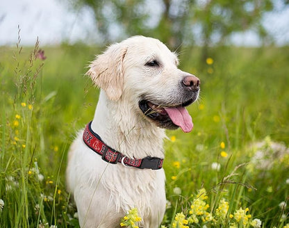 MLB Boston Red Sox Licensed PET COLLAR- Heavy-Duty, Strong, and Durable Dog Collar. Available in 29 Baseball Teams and 4 Sizes