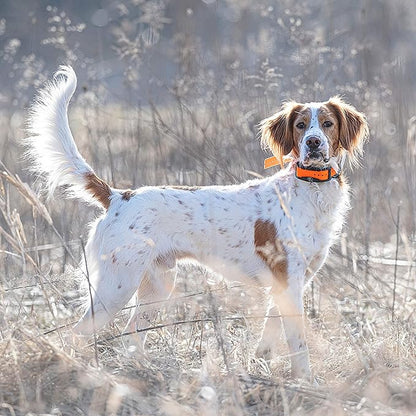 SportDOG Brand 1 Inch Collar Straps - Waterproof and Rustproof - Tightly Spaced Holes for Proper Fit - Orange
