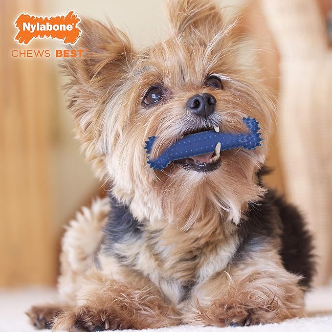 Nylabone Flexi Chew Moderate Textured Dental Chew Toy for Dogs, Chicken Flavor, Small/Regular (1 Count)