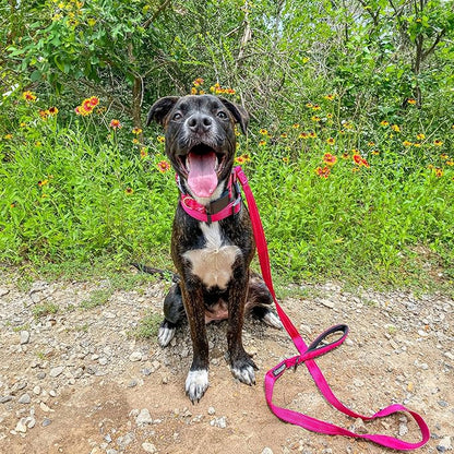Voyager Reflective Dog Leash Collar Set with Neoprene Handle Supports Small, Medium, and Large Breed Puppies, Cute and Heavy Duty for Walking, Running, and Training - Fuchsia, M