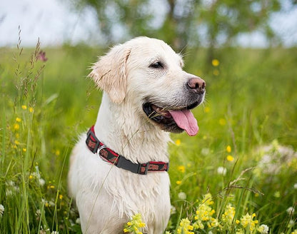 MLB Arizona Diamondbacks Licensed PET COLLAR- Heavy-Duty, Strong, and Durable Dog Collar. Available in 29 Baseball Teams and 4 Sizes