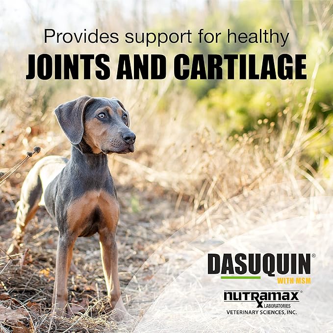 Nutramax Dasuquin with MSM Joint Health Supplement for Small to Medium Dogs - With Glucosamine, MSM, Chondroitin, ASU, Boswellia Serrata Extract, and Green Tea Extract, 84 Chewable Tablets(Pack of 1)