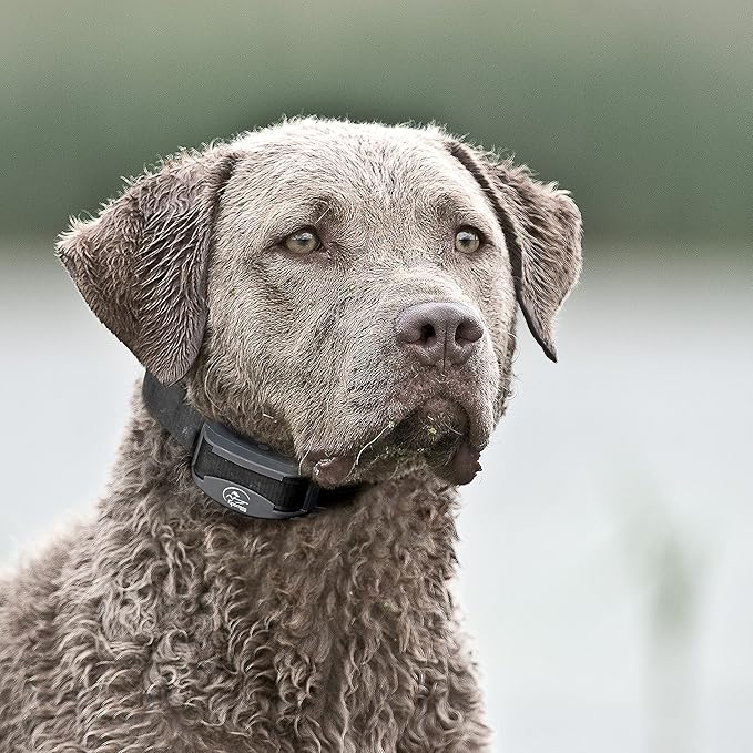 SportDOG Brand FieldTrainer 425XS Stubborn Dog Remote Trainer with Additional Shock Collar - Train 2 Dogs - 500 Yard Range - Rechargeable Training Collar with Static, Vibrate, and Tone
