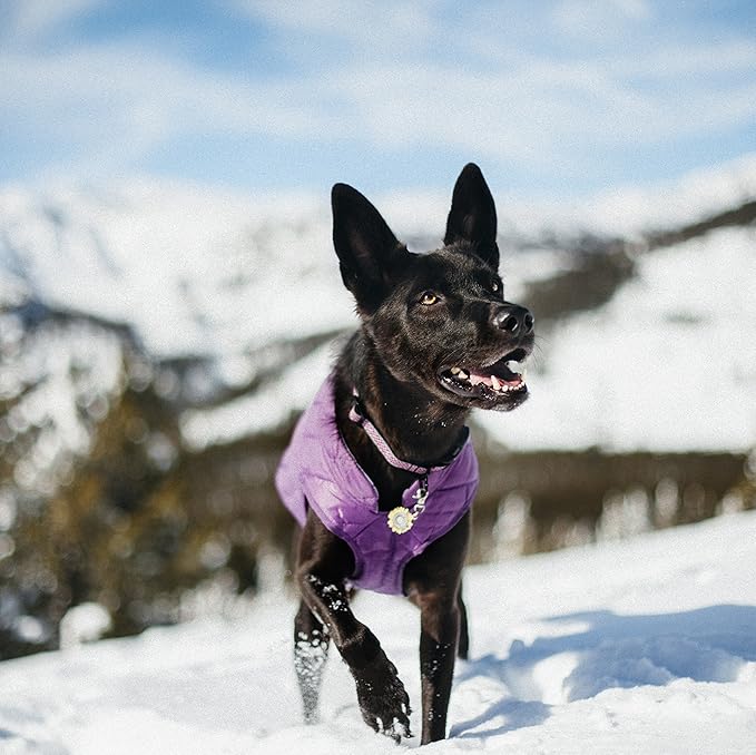 Kurgo Loft Dog Jacket, Reversible Dog Coat, Wear with Harness or Sweater, Water Resistant, Reflective, Winter Coat for Medium Dogs (Deep Violet, M)