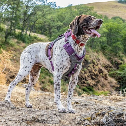 Kurgo Journey Air Dog Harness, Vest Harnesses for Dogs, Pet Hiking Harness for Running & Walking, Reflective, Padded, includes Control Handle, No Pull Front Clip (Purple, Small)