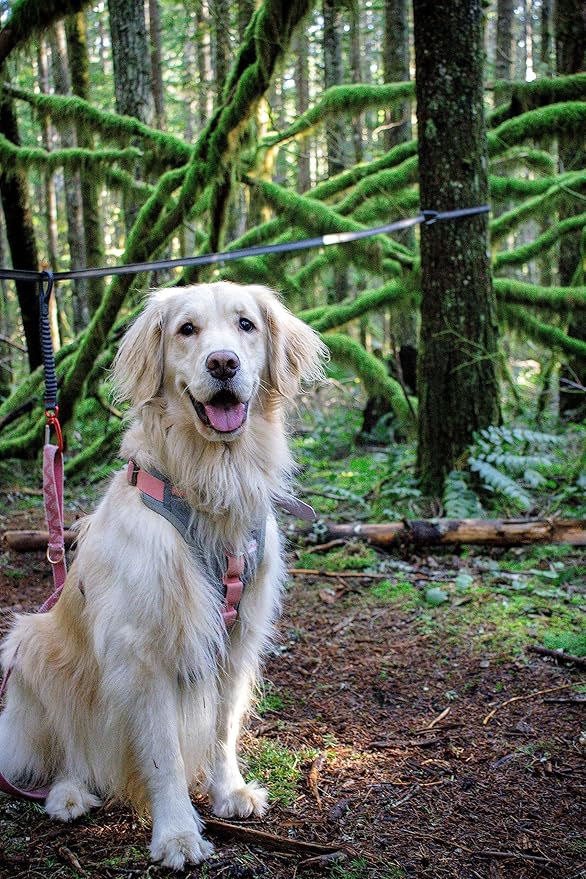 Kurgo Ridgeline Dog Tie Out for Camping,Outdoor Dog Run Zipline,Portable Camp Gear Line,includes-Carry Pouch,30 ft Tree-Friendly Line,4 S-Clips,and Swivel Bungee Tether for Leash Attachment,Gray